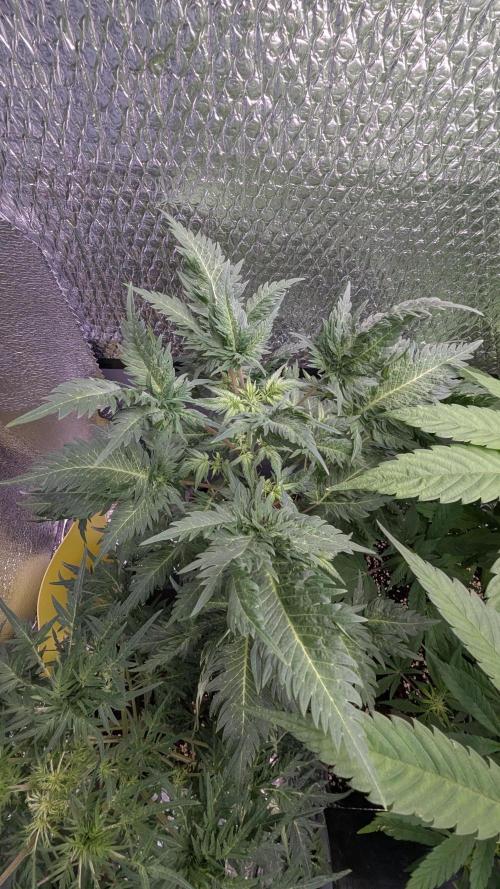 Mentha de Croco Fem - TerpyZ. Week 12