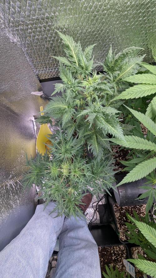Mentha de Croco Fem - TerpyZ. Week 12