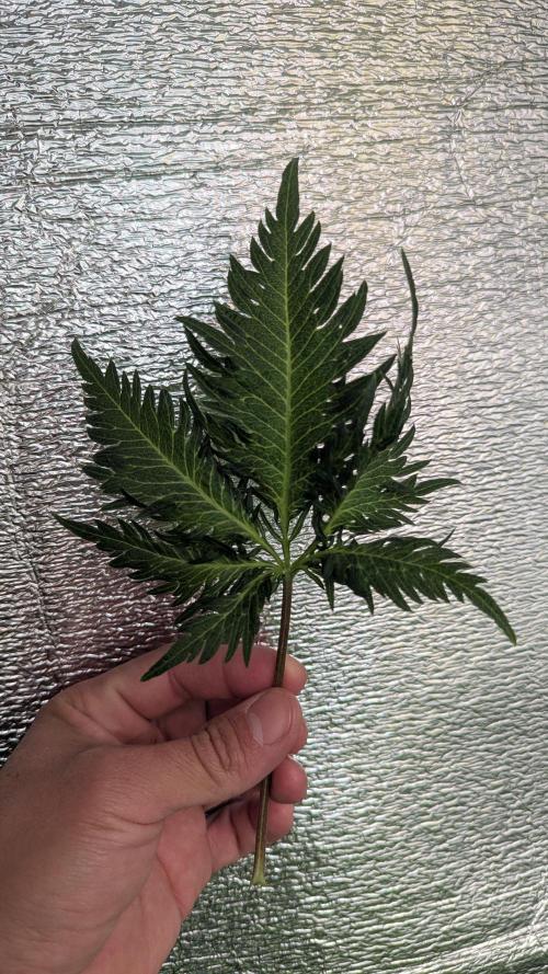 Mentha de Croco Fem - TerpyZ. Week 12