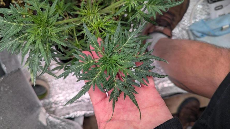 Menza de Croco Fem - TerpyZ. Week 9