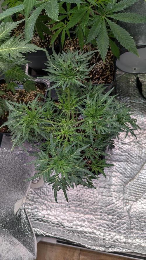 Menza de Croco Fem - TerpyZ. Week 9