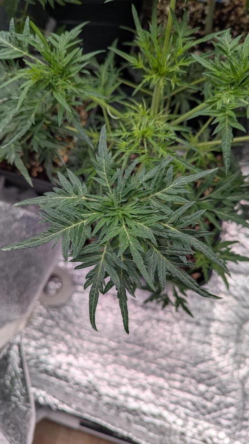 Menza de Croco Fem - TerpyZ. Week 9