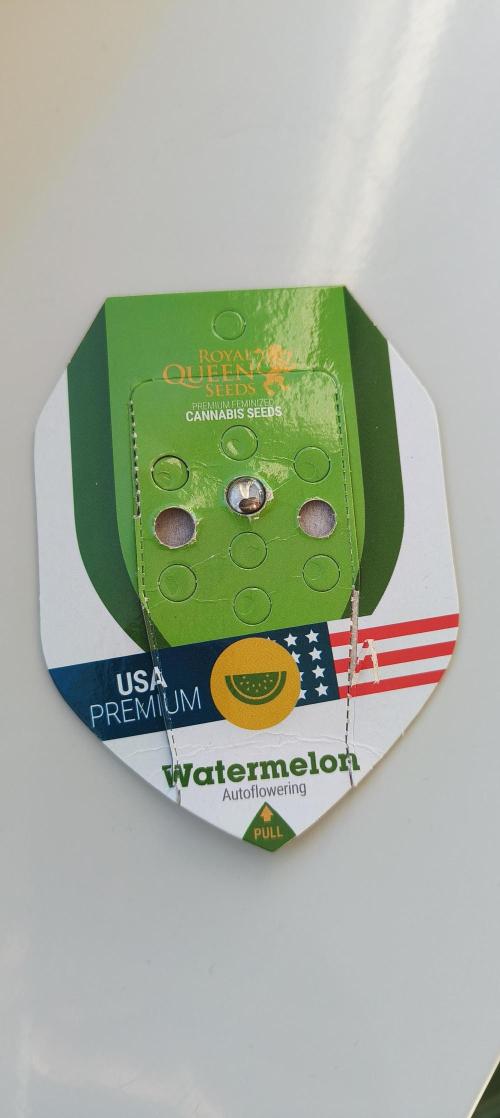 RQS Watermelon Auto. Week 0