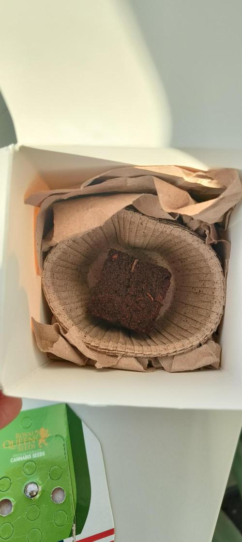 RQS Watermelon Auto. Week 0