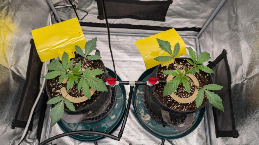 Mandarin Cookies R3. Week 3