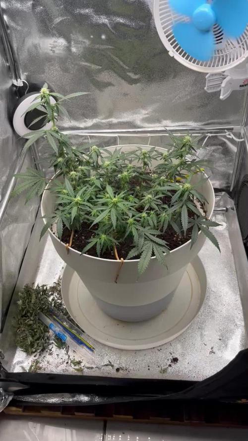 %100 Organic Auto Baby Boom