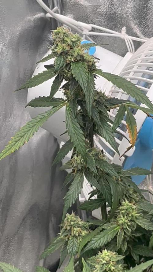 %100 Organic Auto Baby Boom