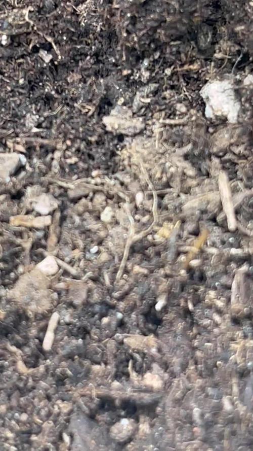 %100 Organic Auto Baby Boom