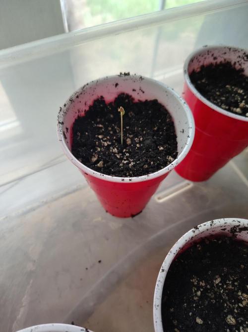 4 plant indoor. Week 0