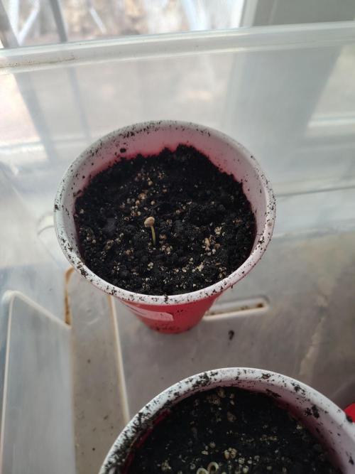 4 plant indoor. Week 0