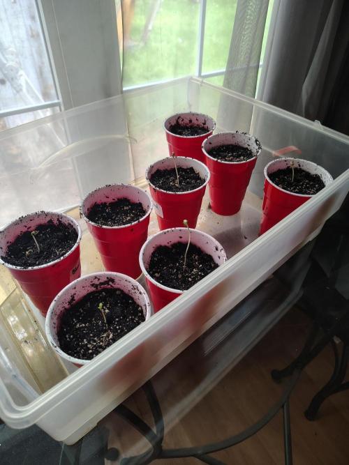 4 plant indoor. Week 0