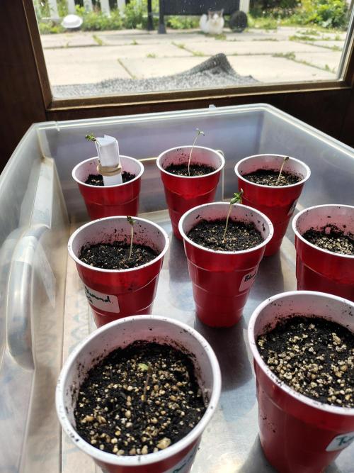 4 plant indoor. Week 0