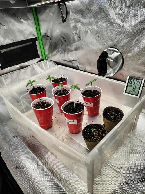 4 plant indoor. Week 1