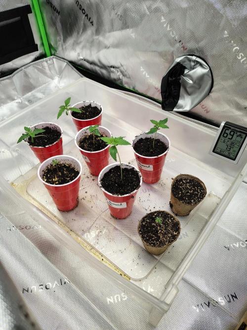 4 plant indoor. Week 1