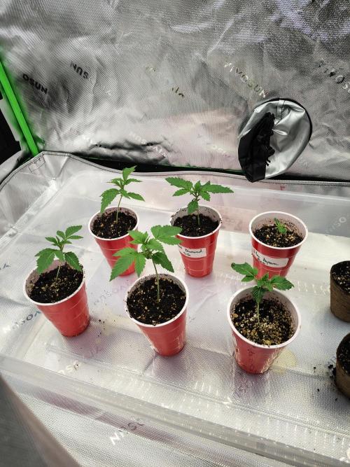 4 plant indoor. Week 1