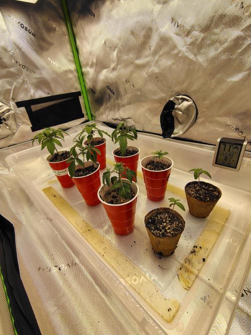 4 plant indoor. Week 1