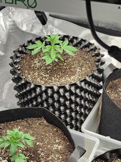 4 plant indoor. Week 3