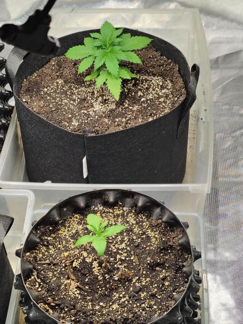 4 plant indoor. Week 3