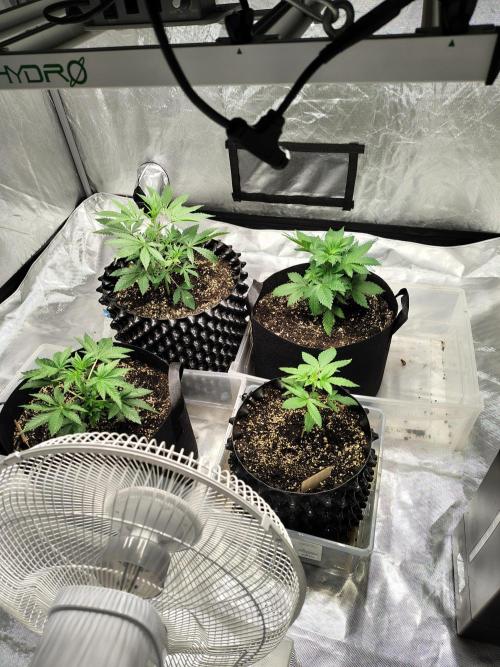 4 plant indoor. Week 4 - Start of week 5 (I believe lol).
