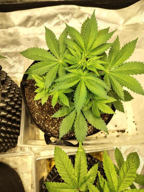 4 plant indoor. Week 4 - Blood Diamond OG
Has some small spots...