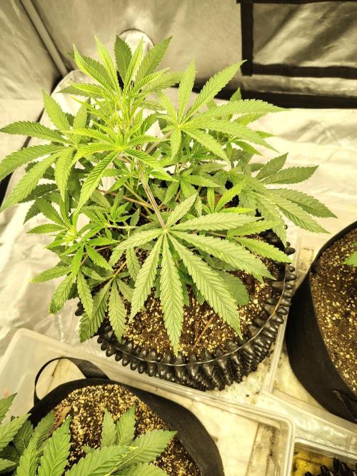 4 plant indoor. Week 4 - Garlic Fever. Growing well, has some small discoloration starting...