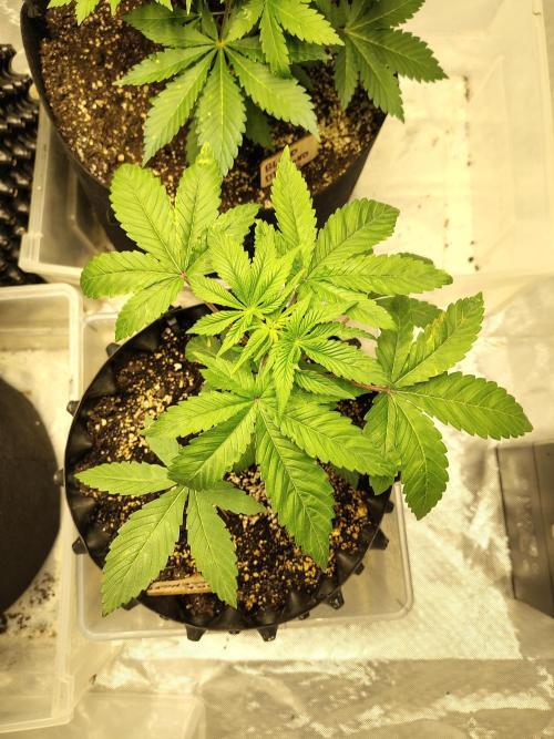 4 plant indoor