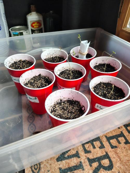3 outdoors, mutant auto included!. Week 0