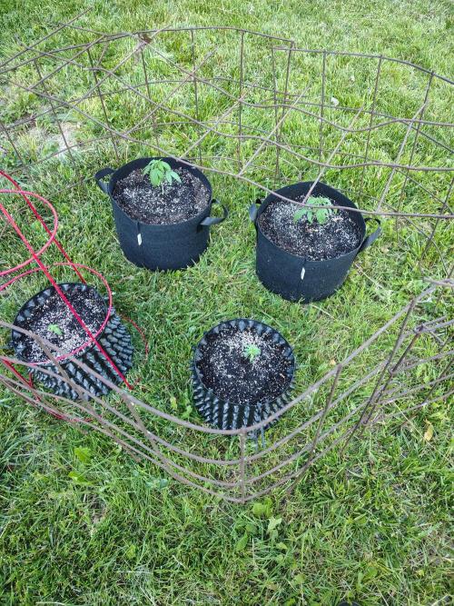 3 outdoors, mutant auto included!. Week 3