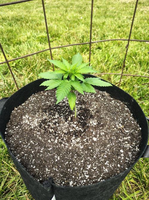 3 outdoors, mutant auto included!. Week 3