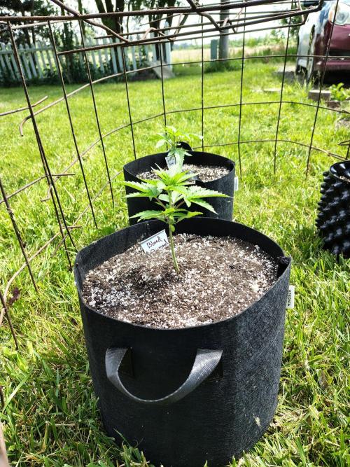 3 outdoors, mutant auto included!. Week 3