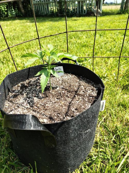 3 outdoors, mutant auto included!. Week 3