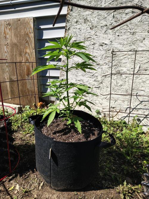 3 outdoors, mutant auto included!. Week 5 - Garlic Fever. Definitely the tallest lol