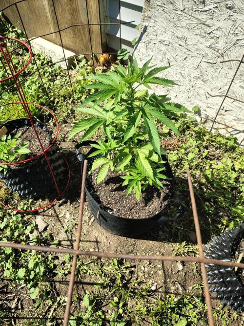 3 outdoors, mutant auto included!. Week 5 - Garlic Fever