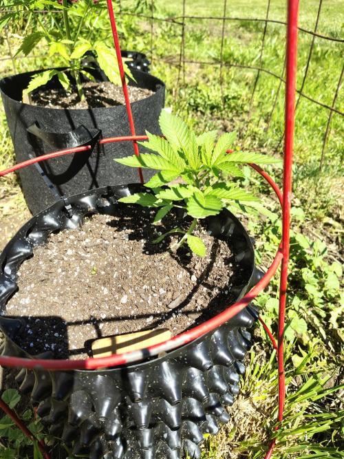 3 outdoors, mutant auto included!. Week 5 - Dark passenger. Started a week later than garlic. 