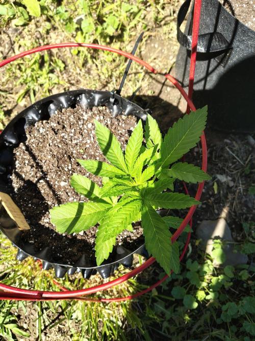 3 outdoors, mutant auto included!. Week 5 - Dark passenger