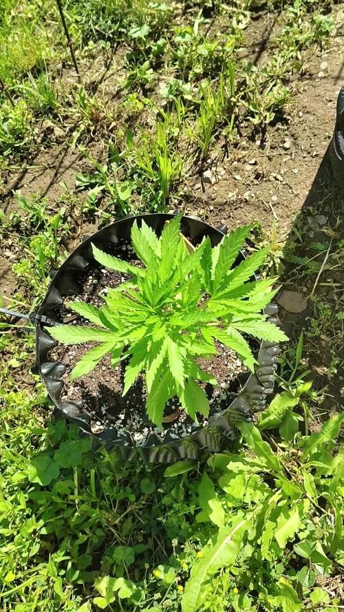 3 outdoors, mutant auto included!