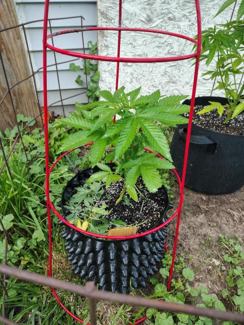 3 outdoors, mutant auto included!. Week 6 - Dark passenger 