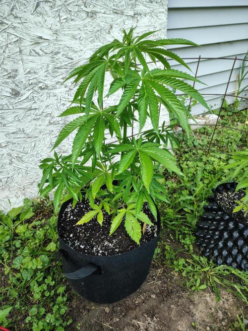 3 outdoors, mutant auto included!. Week 6 - Garlic Fever 