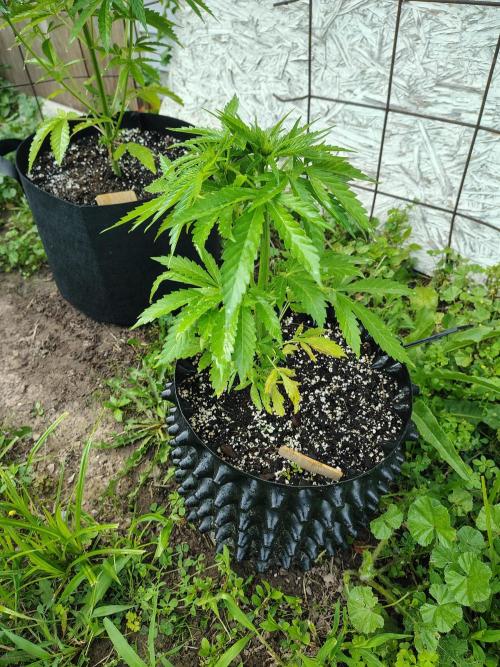 3 outdoors, mutant auto included!. Week 6 - Lilac x banana Diesel auto mutant