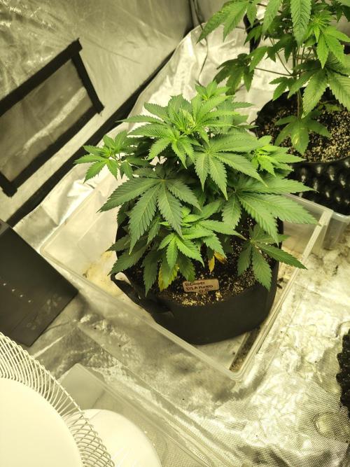 4 plant indoor. Week 6 - Blood Diamond OG - the bushiest in the tent