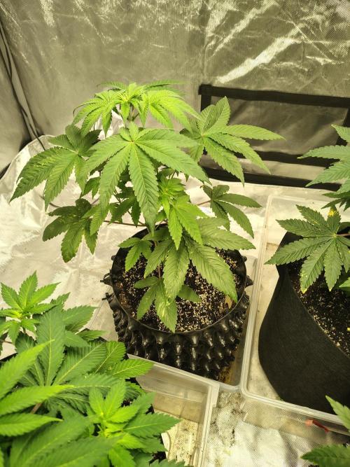 4 plant indoor. Week 6 - Dark passenger, really took off this last week