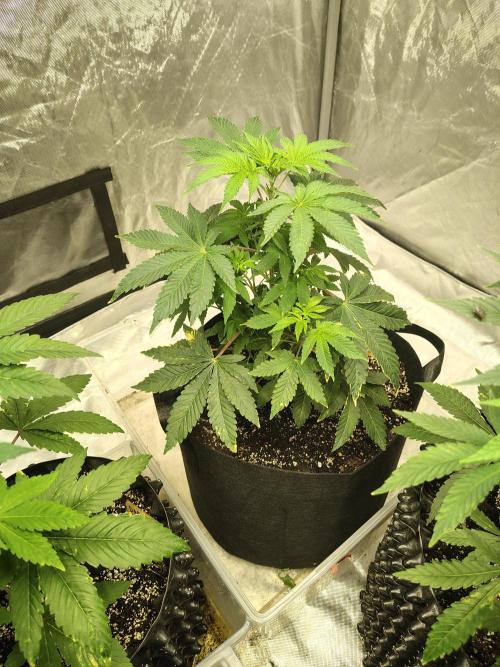 4 plant indoor. Week 6 - Turning point - did gain much height this week, but filled in a bit