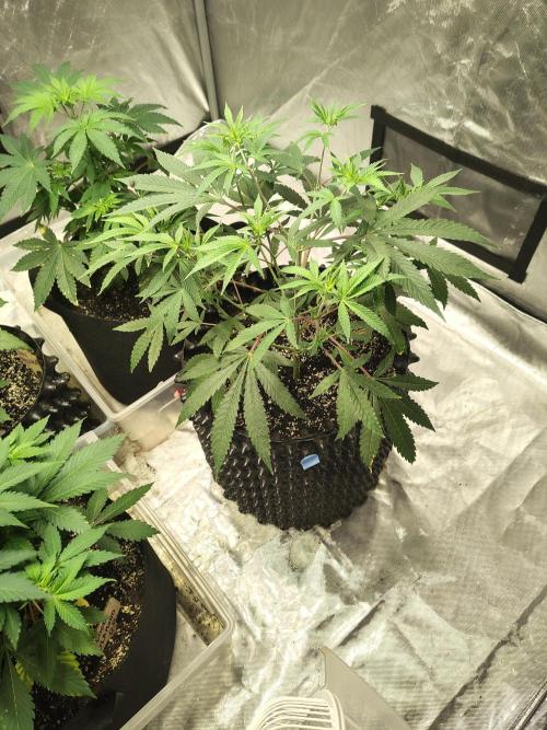 4 plant indoor. Week 6 - Garlic Fever - topped 3 days ago, didn't seem to stress it too much. 