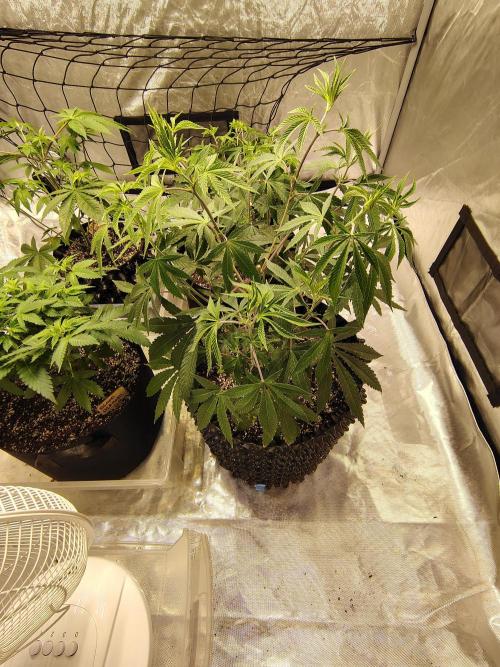 4 plant indoor. Week 7 - Garlic Fever front right