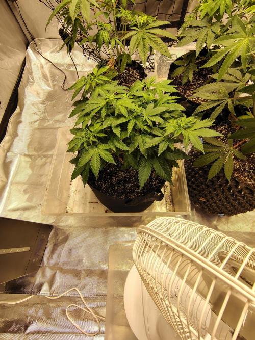 4 plant indoor. Week 7 - Blood Diamond og