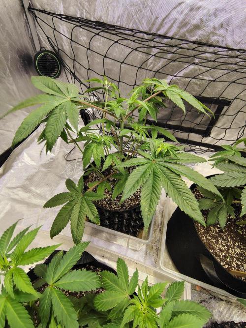 4 plant indoor. Week 7 - Dark passenger