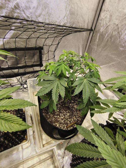 4 plant indoor. Week 7 - Turning point