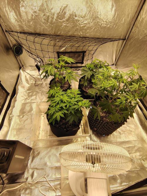 4 plant indoor. Week 7 - Tent is filling nicely without getting crowded yet