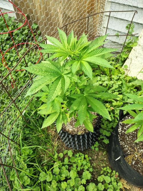 3 outdoors, mutant auto included!. Week 7 - Dark passenger