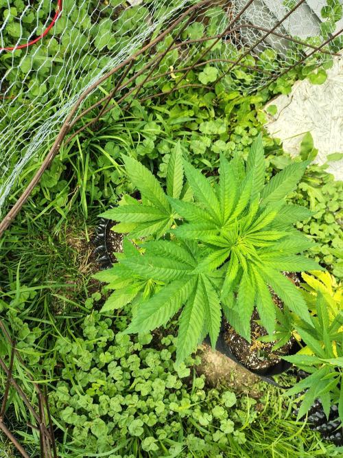 3 outdoors, mutant auto included!. Week 7 - Dark passenger 